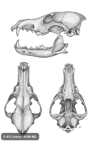 Skull & dentary.  University of South Alabama #845 Alabama, Sumter County, Belmont.  Also as Brush Wolf, Prairie Wolf.
