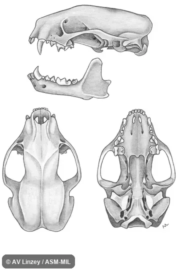 Skull & dentary.  University of South Alabama #665 Alabama, Baldwin County, near junction of Routes 104 and 11