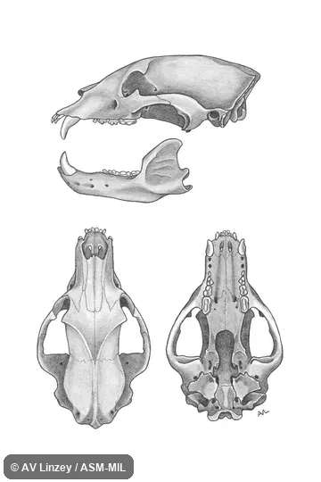 Skull & dentary.  University of Tennessee #435 (Great Smoky Mtns. Natl. Park collection) Tennessee, Sevier County, Newfound Gap Road