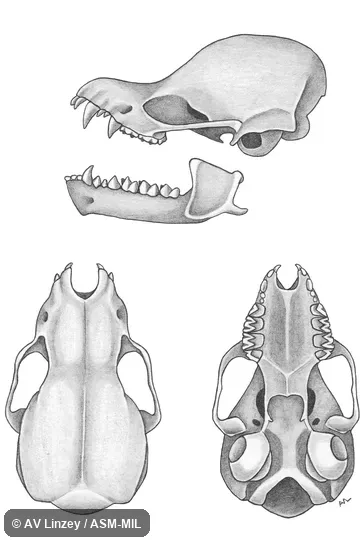 Skull & dentary.  University of South Alabama #471 Alabama, Baldwin County, Fairhope