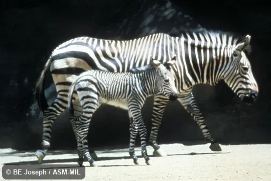 Side view of adults and young.  Equus zebra hartmannae.  Also as Equus hartmannae, Hartmann's Mountain Zebra.