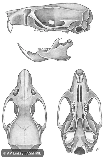Skull & dentary. University of South Alabama #129 Alabama, Mobile County, Dauphin Island. Oryzomys palustris palustris. Also as Marsh Oryzomys · Rice Meadow Mouse · Swamp Rice Rat · Common Marsh Rice Rat. Skull & dentary. University of South Alabama #129 Alabama, Mobile County, Dauphin Island. Oryzomys palustris palustris. Also as Marsh Oryzomys · Rice Meadow Mouse · Swamp Rice Rat · Common Marsh Rice Rat.