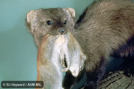 Formerly as Martes pennanti.  Also as Pennant Marten.