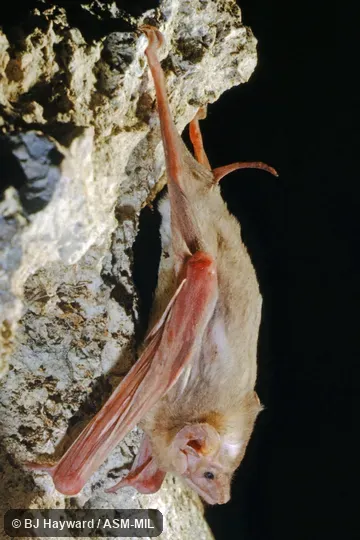 Also as White-winged Tomb Bat.
