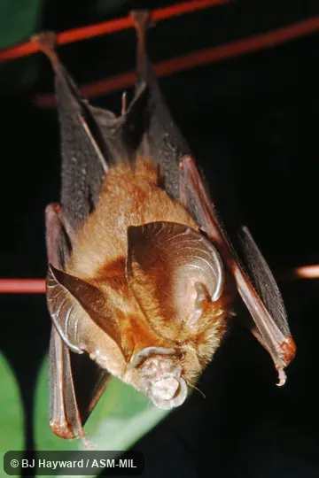 Also as Jones's Leaf-nosed Bat. Also as Jones's Leaf-nosed Bat.