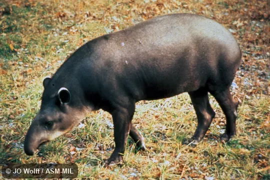 Side view.  Also as Brazilian Tapir, South American Tapir.