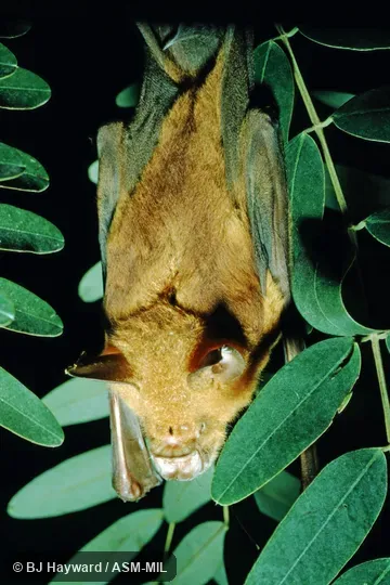 Formerly Hipposideros gigas.  Also as Giant Leaf-nosed Bat.  Probably USNM 412095
