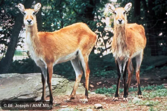 Side view of two females.  Kobus leche leche.  Also as Kobus leche, Red Lechwe.