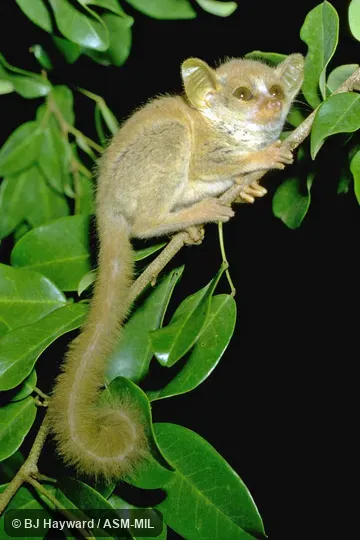 Formerly Galago demidoff or Galago demidovii.  Also as Galagoides demidovii.  Also as Demidoff's Dwarf Bushbaby, Prince Demidoff's Bushbaby.