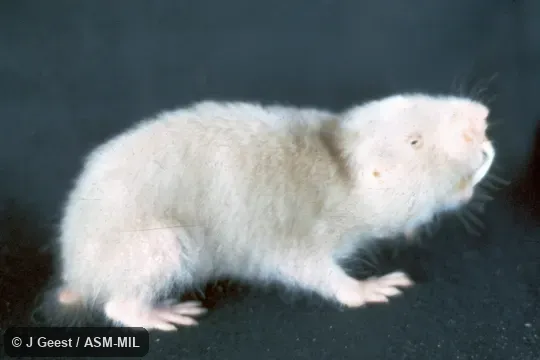 Formerly Cryptomys zechi.  Also as Togo Mole-rat.  Either USNM 436336 or 436337.