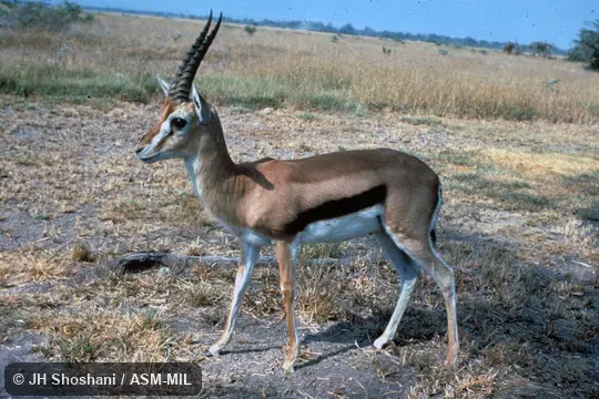 Side view.  Eudorcas thomsonii thomsonii.  Also as Eastern Thomson's Gazelle.