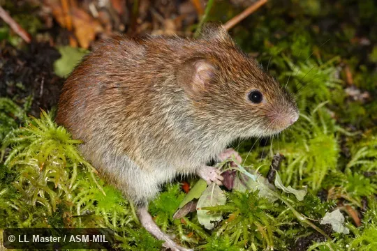 Photographed indoors; captured USA, NY, Essex co., Lake Placid.  Formerly Myodes gapperi.  Also as Boreal Red-backed Vole, Gapper's Red-backed Vole.