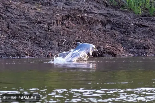 Formerly in order Cetacea.  Also as Brazilian Dolphin, Gray River Dolphin.