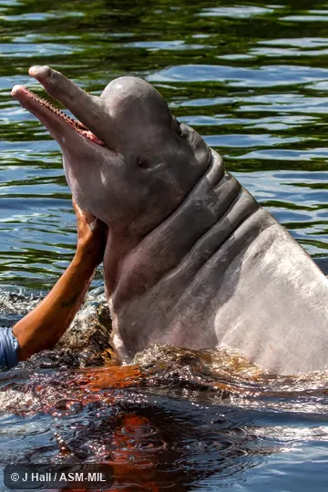 Formerly in order Cetacea.  Also as Boto, Bufeo, Pink River Dolphin.