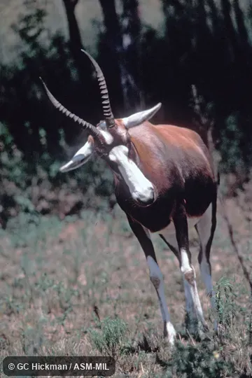 Front view.  Damaliscus pygargus phillipsi.