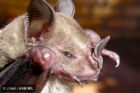 Artibeus planirostris fallax.  Species includes forms formerly as Artibeus jamaicensis planirostris, fallax, grenadensis, hercules, and trinitatis.  Also as Flat-headed Fruit-eating Bat|Spix's Artibeus.