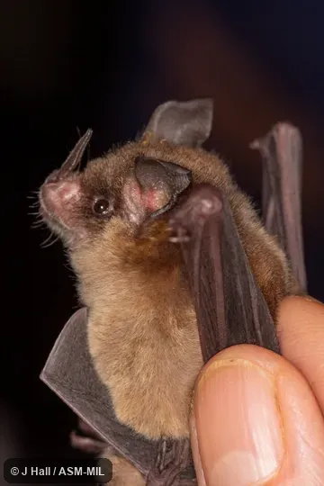 Also as Niceforo's Bat.