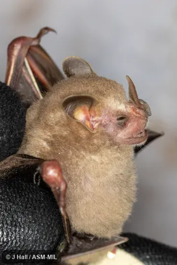 Formerly Vampyressa bidens.