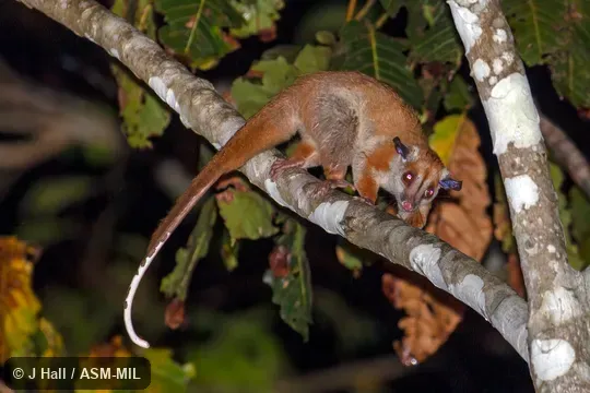 Also as Western Woolly Opossum.