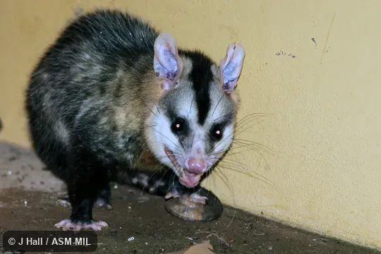 Also as White-eared Opossum|Cassaco.