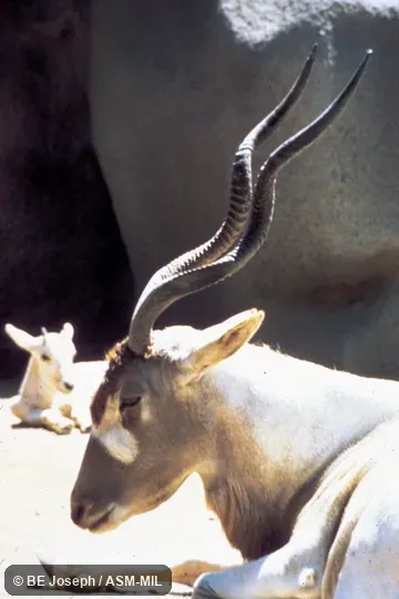 Side view of head and shoulders of adult and young Side view of head and shoulders of adult and young