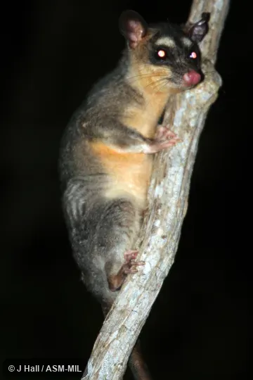 Formerly Philander opossum canus.