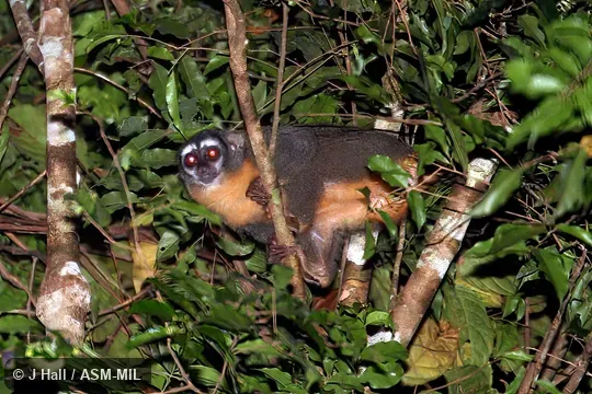 Formerly in Cebidae.  Also as Azara's Owl Monkey, Bolivian Night Monkey, Feline Night Monkey.