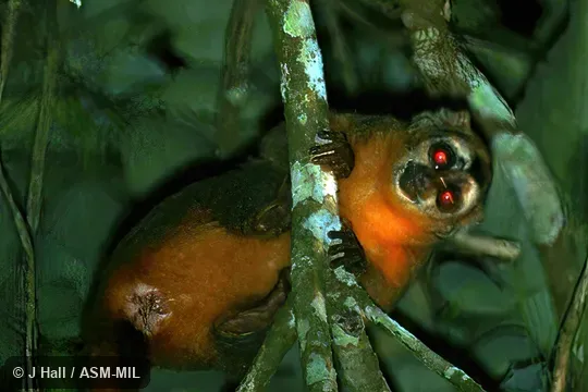 Formerly in Cebidae.  Formerly as Aotus nancymaae.  Also as Nancy Ma's Night Monkey|Nancy Ma's Owl Monkey.