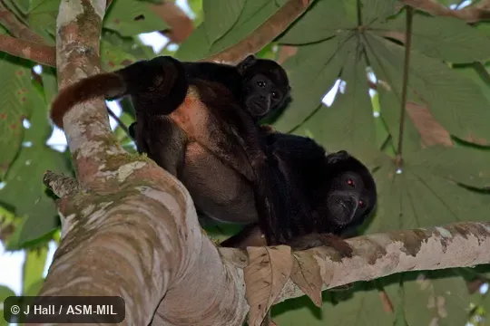 Formerly part of Alouatta belzebul.