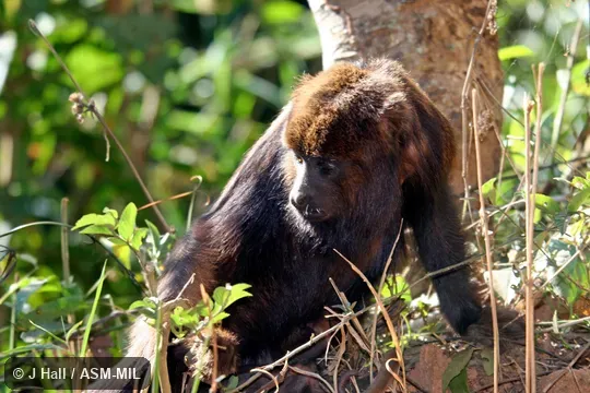 Also as Brown HowlerMonkey|Brown Howling Monkey.