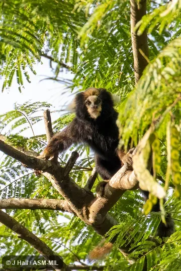 Also as Buffy-tufted Marmoset|White-eared Marmoset. Formerly Cebidae (Callitrichinae). Also as Buffy-tufted Marmoset|White-eared Marmoset. Formerly Cebidae (Callitrichinae).