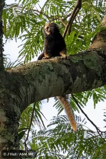Also as Buffy-tufted Marmoset, White-eared Marmoset.  Formerly Cebidae (Callitrichinae).