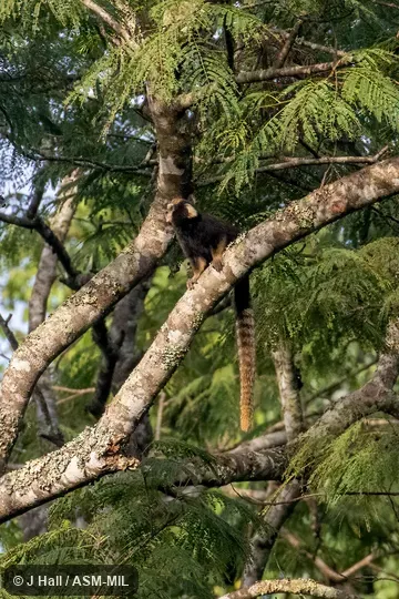 Also as Buffy-tufted Marmoset, White-eared Marmoset.  Formerly Cebidae (Callitrichinae).