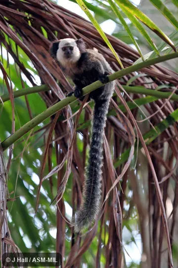 Also as White-faced Marmoset, White-headed Marmoset.  Formerly Cebidae (Callitrichinae).