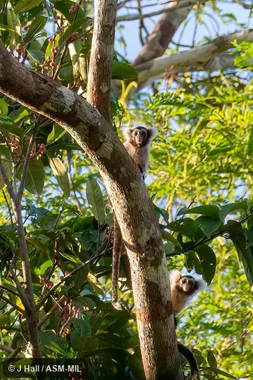 Formerly Callithrix humeralifera. Also as Black-and-white Tassel-ear Marmoset|Tassel-ear Marmoset. Formerly Cebidae (Callitrichinae). Formerly Callithrix humeralifera. Also as Black-and-white Tassel-ear Marmoset|Tassel-ear Marmoset. Formerly Cebidae (Callitrichinae).