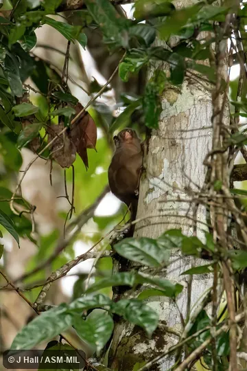 Formerly Callithrix humilis or Calibella humilis.  Also as Dwarf Marmoset|Roosmalens's Dwarf Marmoset.  Formerly Cebidae (Callitrichinae).