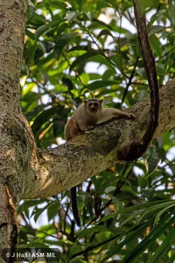 Formerly Callithrix marcai.  Formerly Cebidae (Callitrichinae).