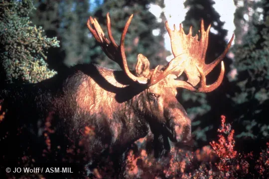 Close-up, head and shoulders of male.  Also as Alces americanus.