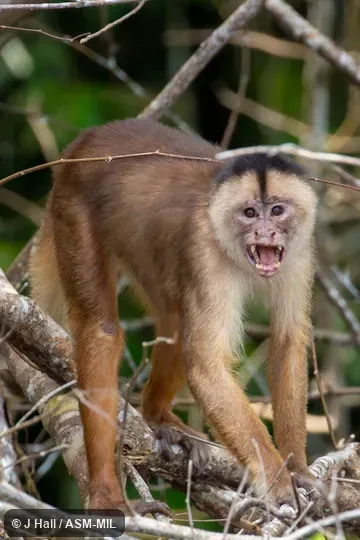 Formerly Cebus albifrons unicolor.  Also as Humboldt's White-fronted Capuchin.