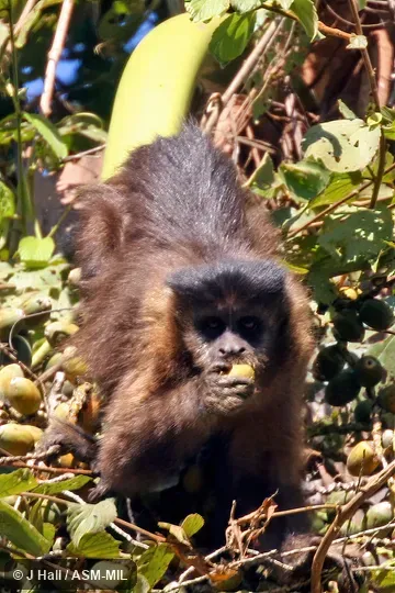 Formerly Cebus nigritus. Also as Black Capuchin|Crested Black Capuchin|Horned Capuchin. Formerly Cebus nigritus. Also as Black Capuchin|Crested Black Capuchin|Horned Capuchin.