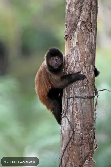 Formerly Cebus negritus robustus, Black Capuchin.  Also as Robust Tufted Capuchin.