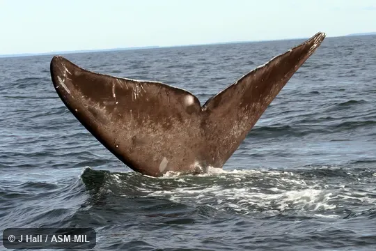 Formerly in order Cetacea.  Also as Biscayan Right Whale, Black Right Whale, Nordcaper, Northern Right Whale.