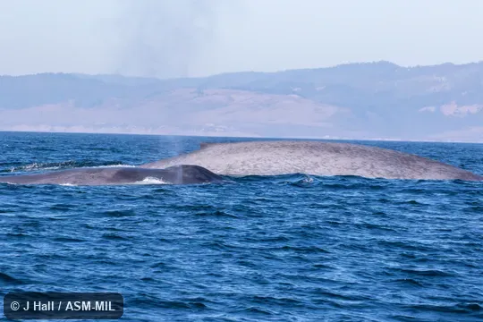 Formerly in order Cetacea.  Also as Blue Rorqual, Sibbald's Rorqual, Sulphur-bottom Whale.