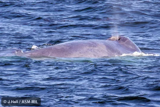 Blowing.  Formerly in order Cetacea.  Also as Blue Rorqual, Sibbald's Rorqual, Sulphur-bottom Whale.