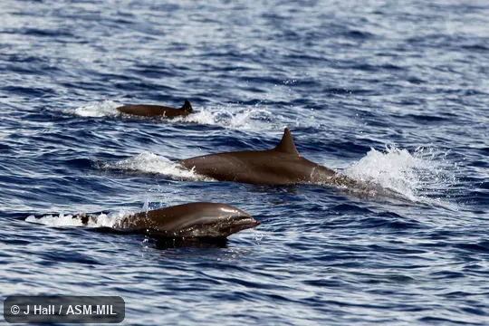 Formerly in order Cetacea. Also as Bornean Dolphin|Fraser's Porpoise|Hose's Dolphin|Sarawak Dolphin|Shortsnout Dolphin. Formerly in order Cetacea. Also as Bornean Dolphin|Fraser's Porpoise|Hose's Dolphin|Sarawak Dolphin|Shortsnout Dolphin.