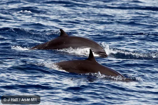 Formerly in order Cetacea.  Also as Bornean Dolphin, Fraser's Porpoise, Hose's Dolphin, Sarawak Dolphin, Shortsnout Dolphin.