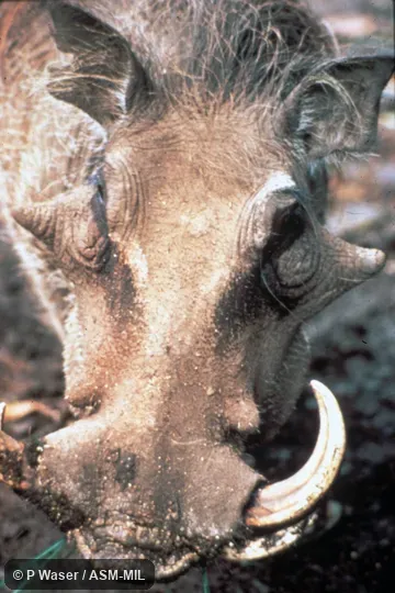 Frontal close-up of head