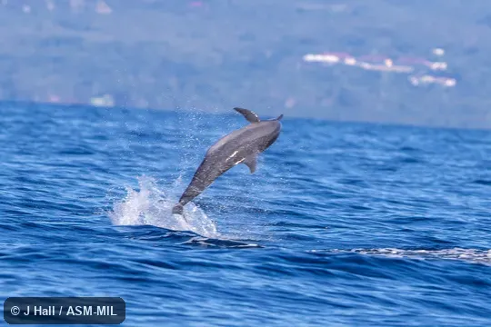Formerly in order Cetacea.  Stenella longirostris longirostris, Gray's Spinner Dolphin.  Also as Long-beaked Dolphin|Long-snouted Dolphin|Pantropical Spinner Dolphin.