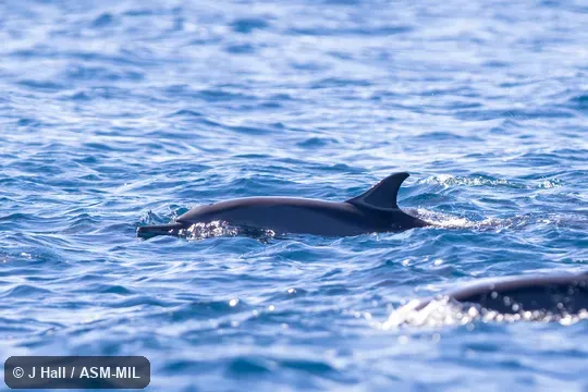 Formerly in order Cetacea.  Stenella longirostris longirostris, Gray's Spinner Dolphin.  Also as Long-beaked Dolphin, Long-snouted Dolphin, Pantropical Spinner Dolphin.