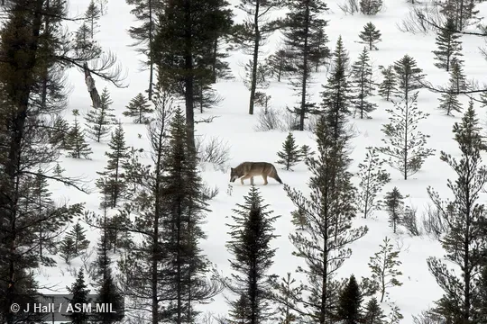 Formerly Canis lupus lycaon. Also as Algonquin Wolf|Eastern Timber Wolf|Great Lakes Wolf. Formerly Canis lupus lycaon. Also as Algonquin Wolf|Eastern Timber Wolf|Great Lakes Wolf.